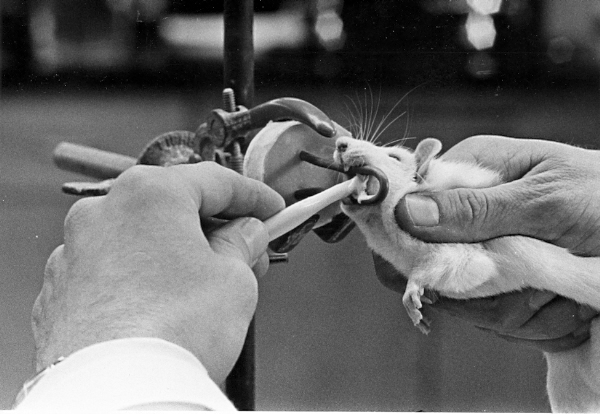 White rat being held by a person. It's mouth is open and is biting on a metal ring while the person inspects its teeth