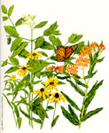 Wildflowers of Indiana Logo Image